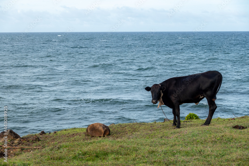 Cow at Pasture by the Sea