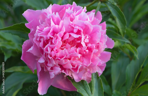 Closeup shot of blooming pink peonies in the garden