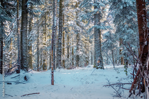 Forêt enneigée photo