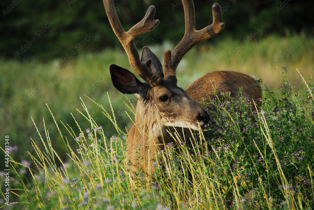 Canada- Wildlife- Extreme Close Up of a Young Wild Deer Eating Flowers Canada- Wildlife- Extreme Close Up of a Young Wild Deer Eating Flowers