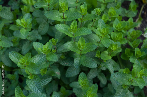 Wallpaper Mural mint leaves background Torontodigital.ca