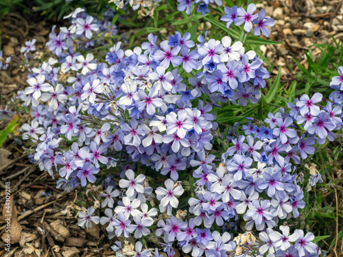 Photos Pretty little blue Phlox flowers in a rock garden
