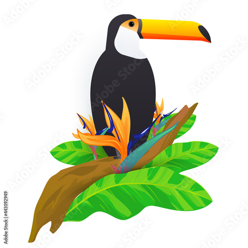 The toucan bird on the branch of tropical tree isolated on white background. Vector illustration of rainforest animals