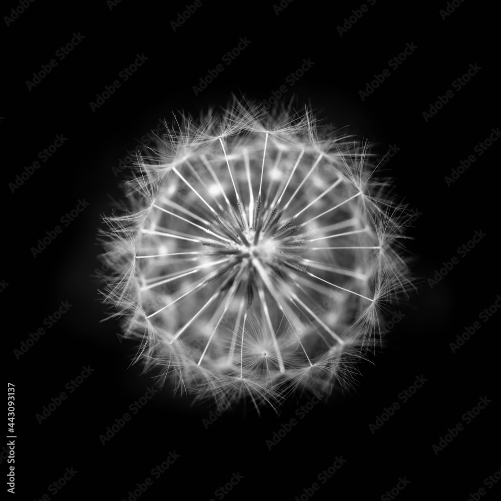 Obraz premium PISSENLIT