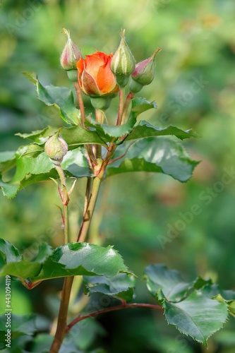 A dense flower of a yellow-orange rose begins to bloom