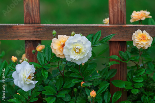 Fragment of a wooden fence entwined with blooming roses