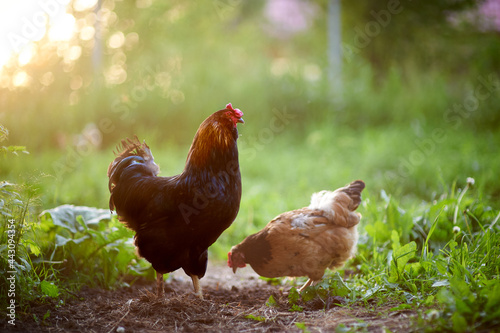 A beautiful black rooster in the poultry yard stands in the rays of the setting sun