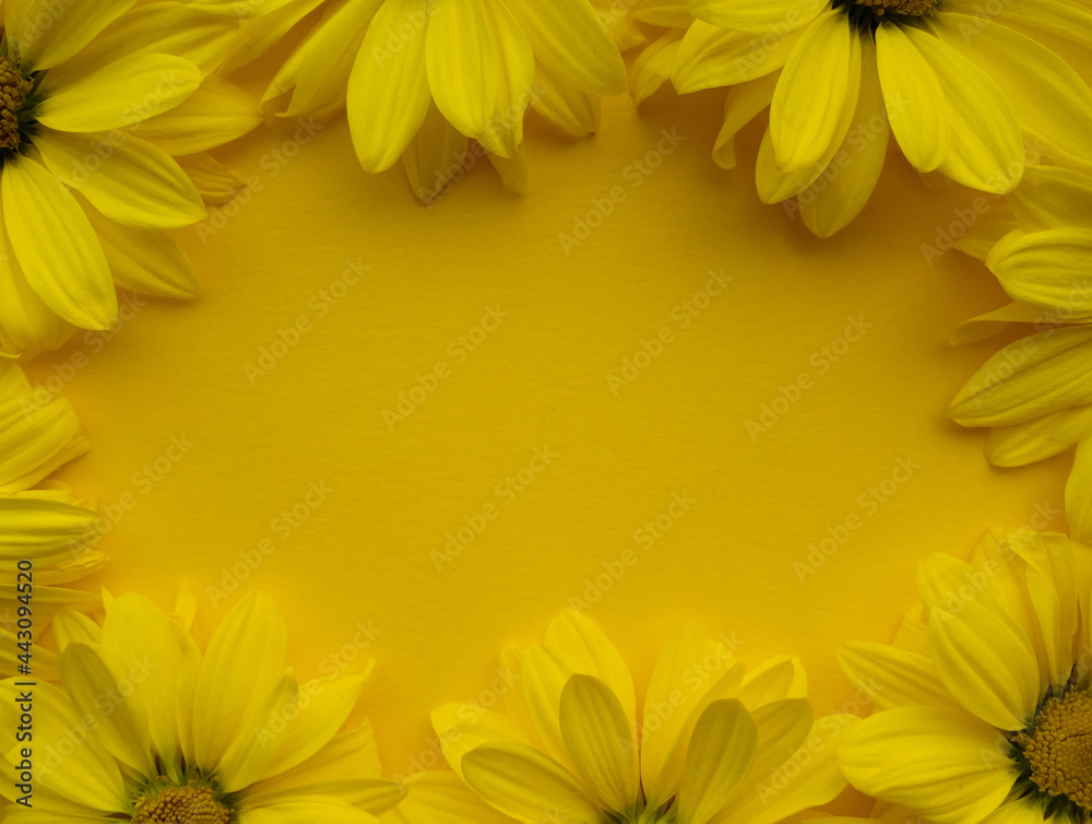 Flowers composition from chrysanthemum flowers on yellow background