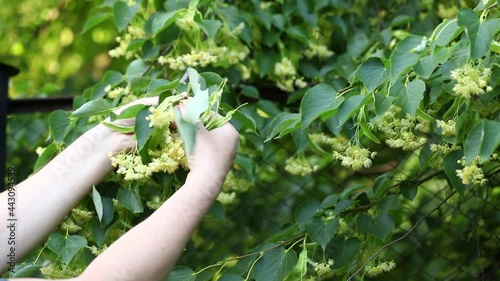 Hands collect linden flowers from a tree. Harvesting linden. Summer.