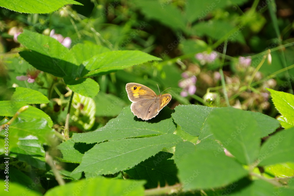 Fototapeta premium Schmetterling