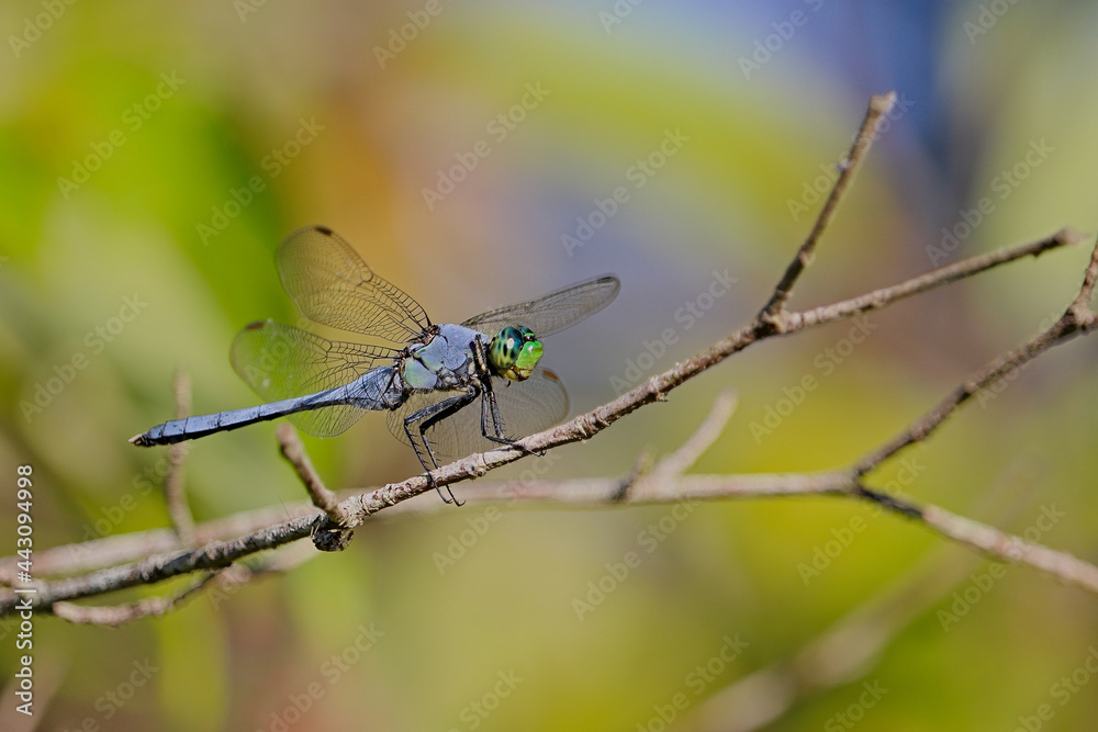 Dragonfly resting on a fragile blade. Dragonfly resting on a fragile blade.