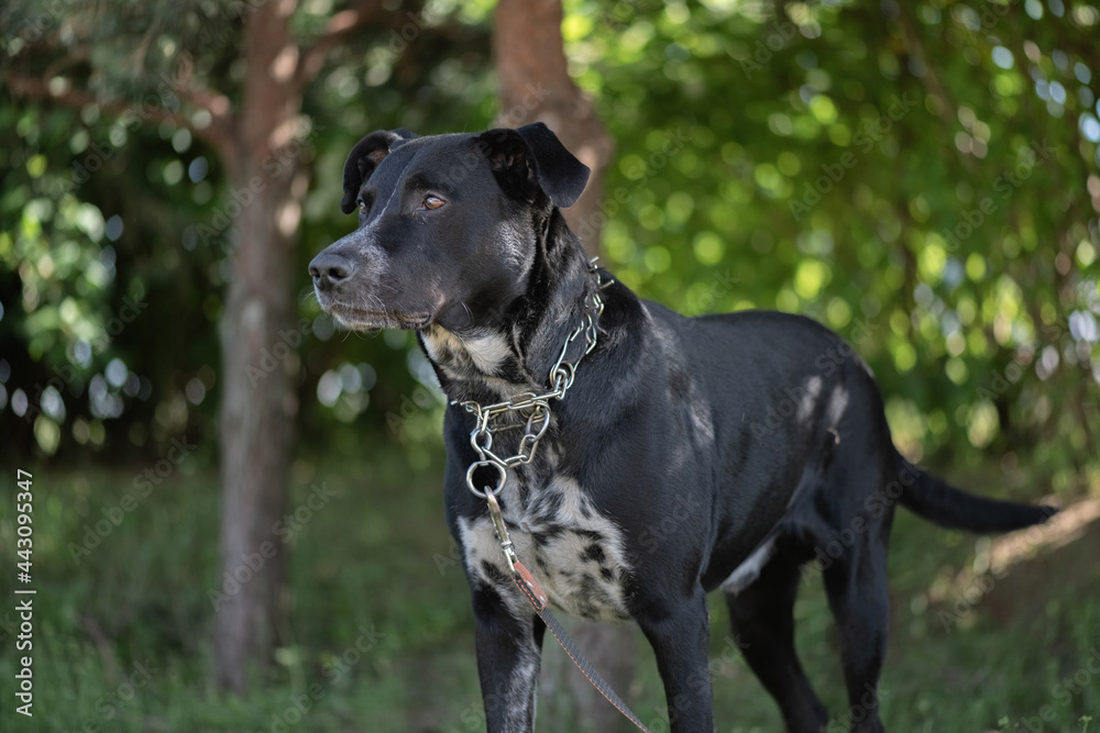 A large angry black dog on a chain near a tree.