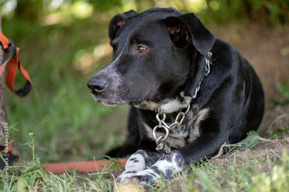 A large angry black dog on a chain near a tree. A large angry black dog on a chain near a tree.