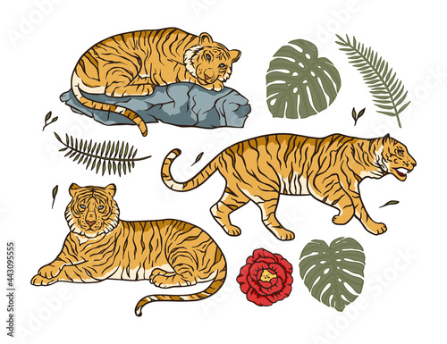 Cartoon bengal tiger animal vector jungle tropical set. Wildlife cat drawing illustration. Chinese new year clipart wild nature collection.