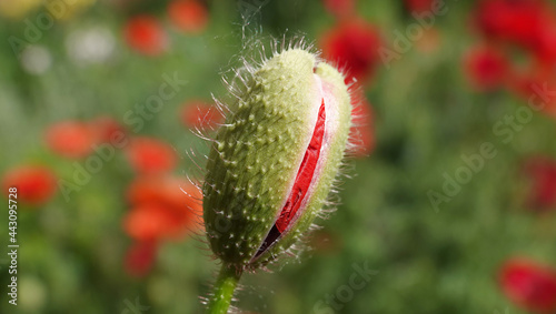 Poppy flower bud photo