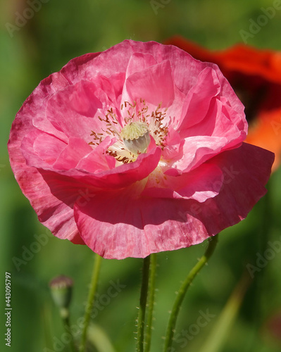 Self-seeding poppy flower with pink petals photo