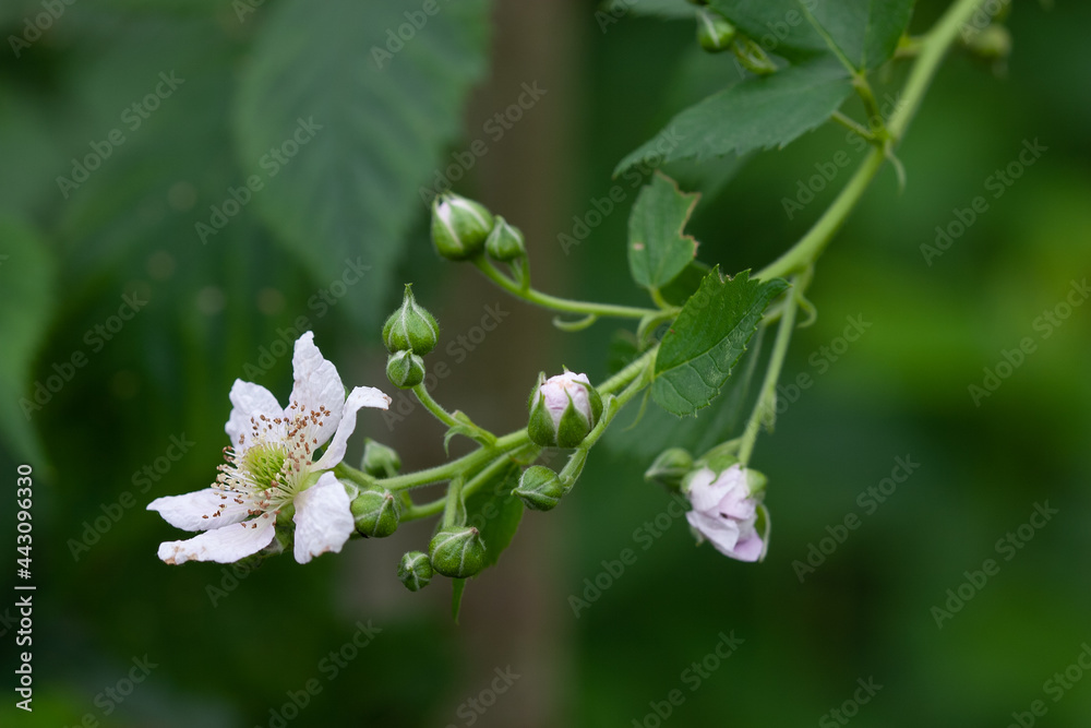 Blackberry flowering (Columbia Star variety) Blackberry flowering (Columbia Star variety)