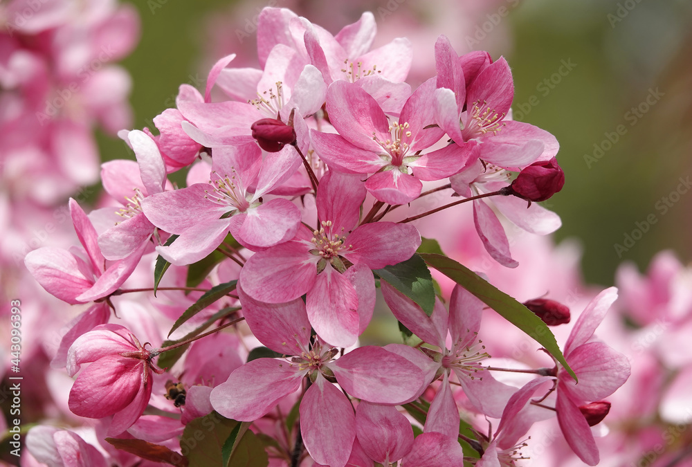 Blooming Apple tree Blooming Apple tree