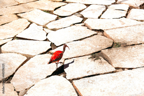 The red bird walks on the stones scorched by the sun.