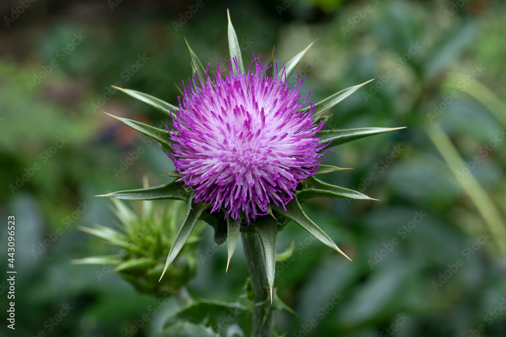 Whole fresh purple milk thistle flower close up Whole fresh purple milk thistle flower close up