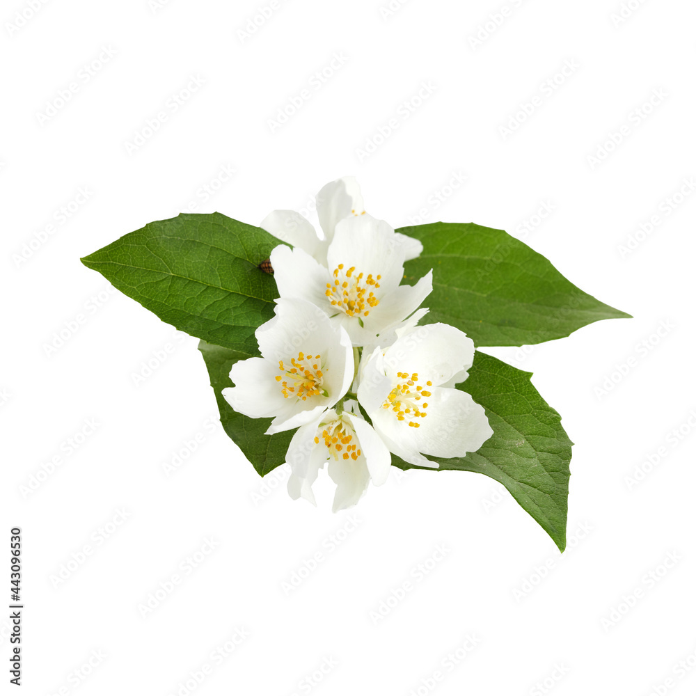 Obraz premium Jasmine white flower isolated on white background