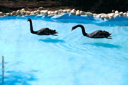 A pair of black swans glide on blue water.