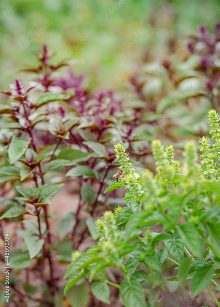 Green and purple field basil with stems, leaves. Fresh herbs for spices and cooking. Green and purple field basil with stems, leaves. Fresh herbs for spices and cooking.