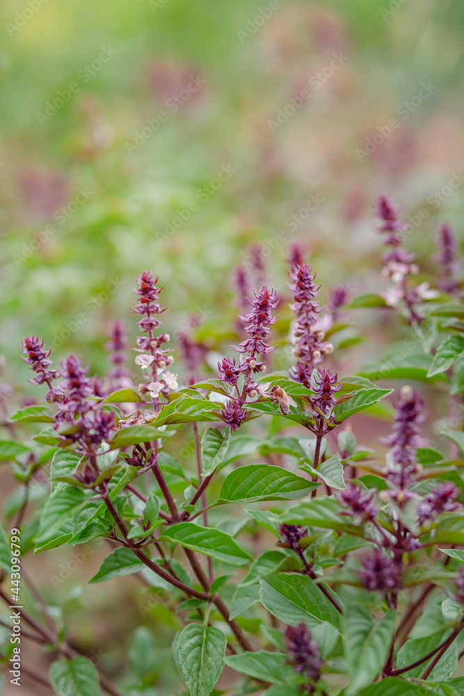 Green and purple field basil with stems, leaves. Fresh herbs for spices and cooking. Green and purple field basil with stems, leaves. Fresh herbs for spices and cooking.