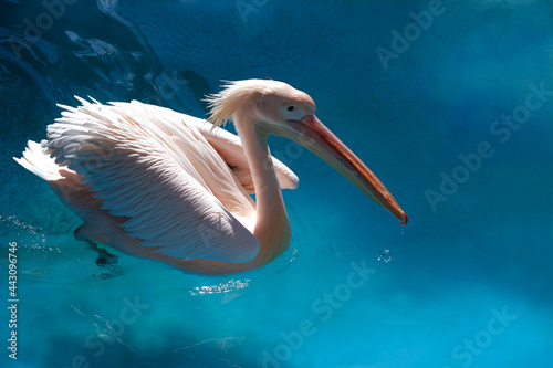 A large white bird floats on blue water.