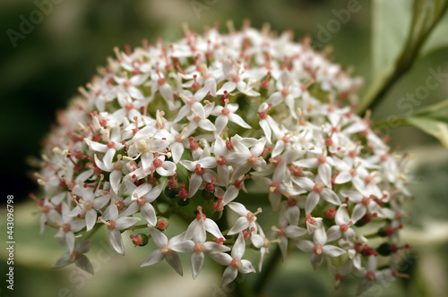 Derain flowers white photo