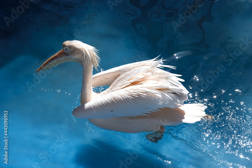 A large white bird floats on blue water.