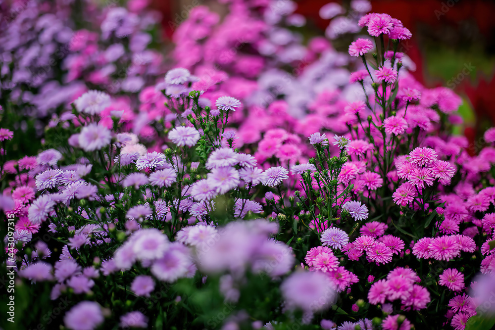 Fototapeta premium Fresh Margaret flower field garden at the mountain