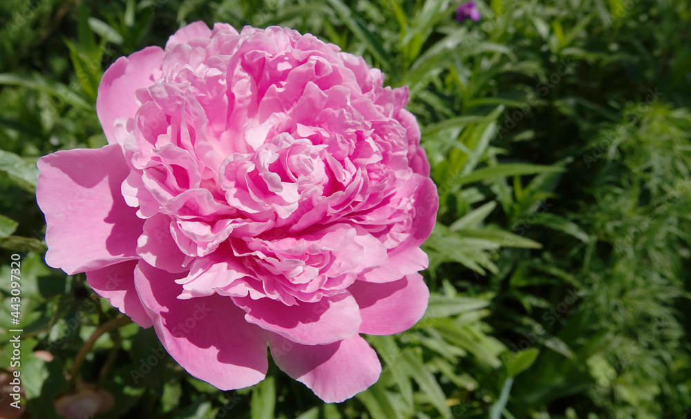 Flower Peony lactobacillus