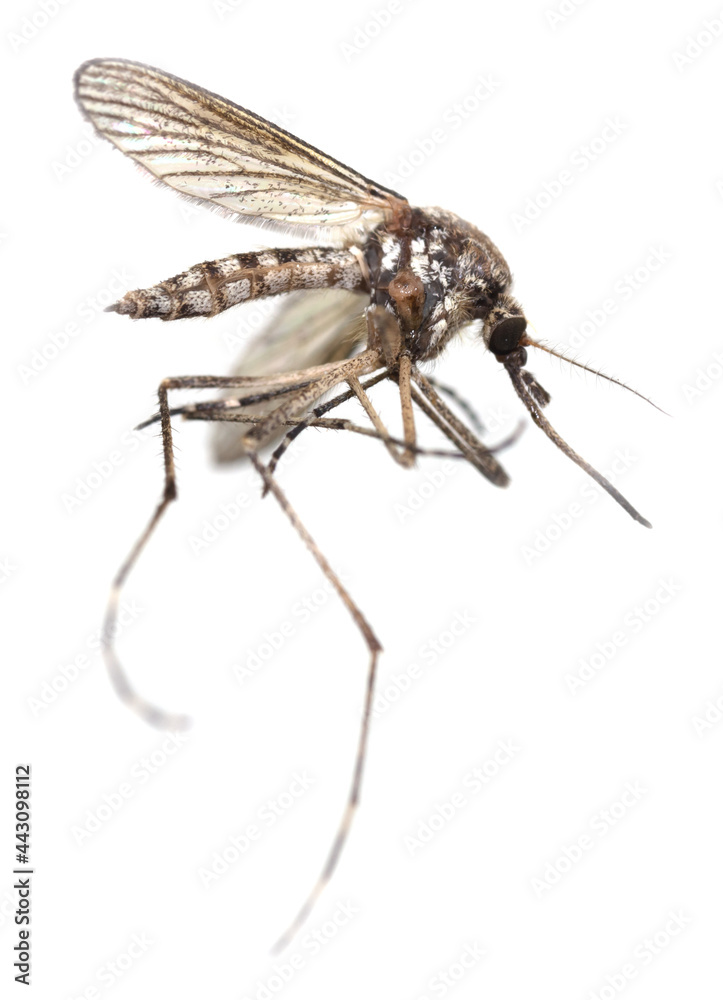 Mosquito isolated on a white background.