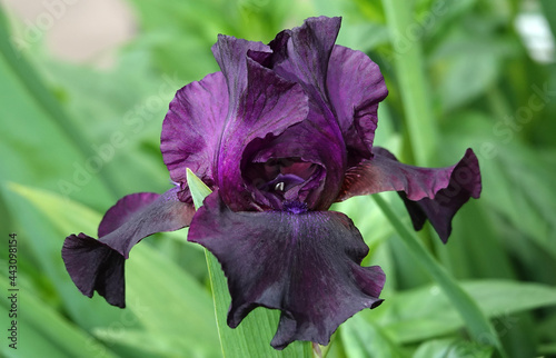Iris flowers are large and beautiful