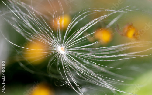 Close-up of a fluffy dandelion in nature.