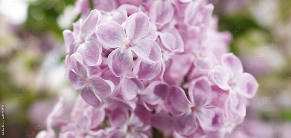 Lilac blooms in bunches of flowers in spring Lilac blooms in bunches of flowers in spring