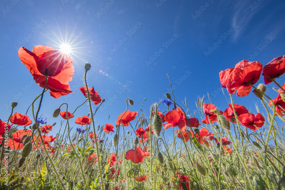 Obraz premium mohnblüte