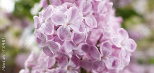 Lilac blooms in bunches of flowers in spring