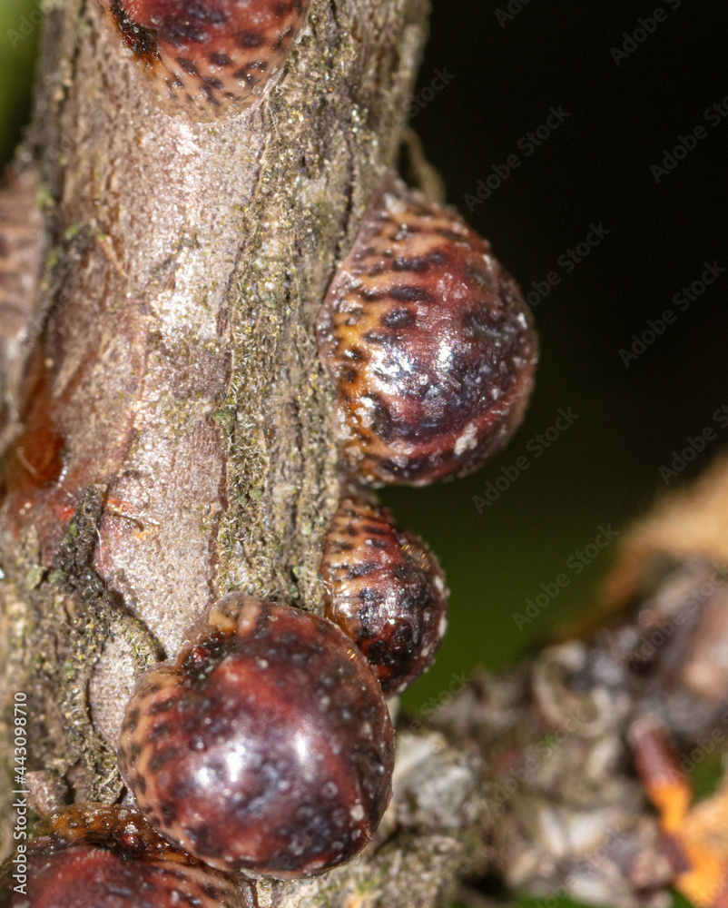 Obraz premium Close-up of larvae on the bark of a tree.
