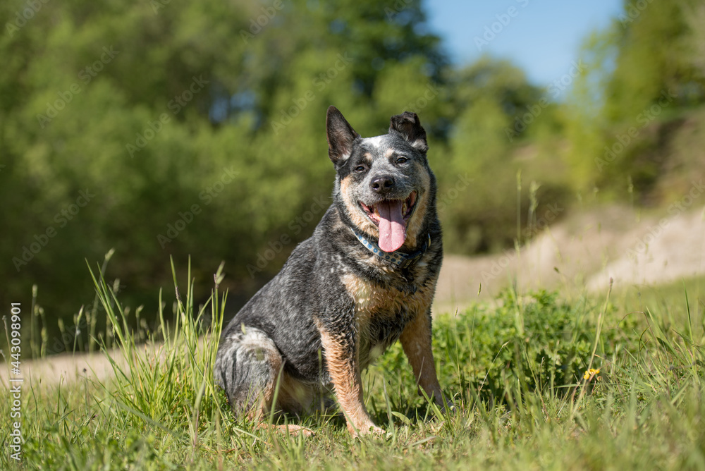 Friendly Obedient old australian cattle dog is sitting a meadow.