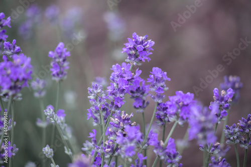 Wither lavender flowers.