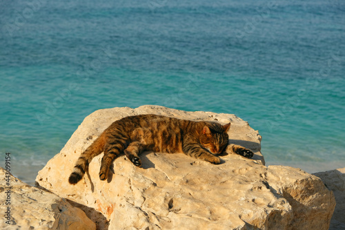 A ginger cat sleeps on a stone by the sea.