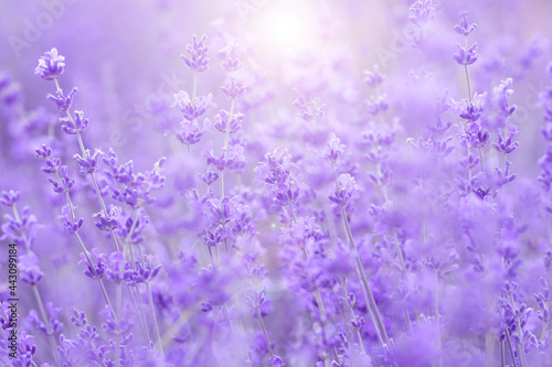 Fresh lavender flowers.