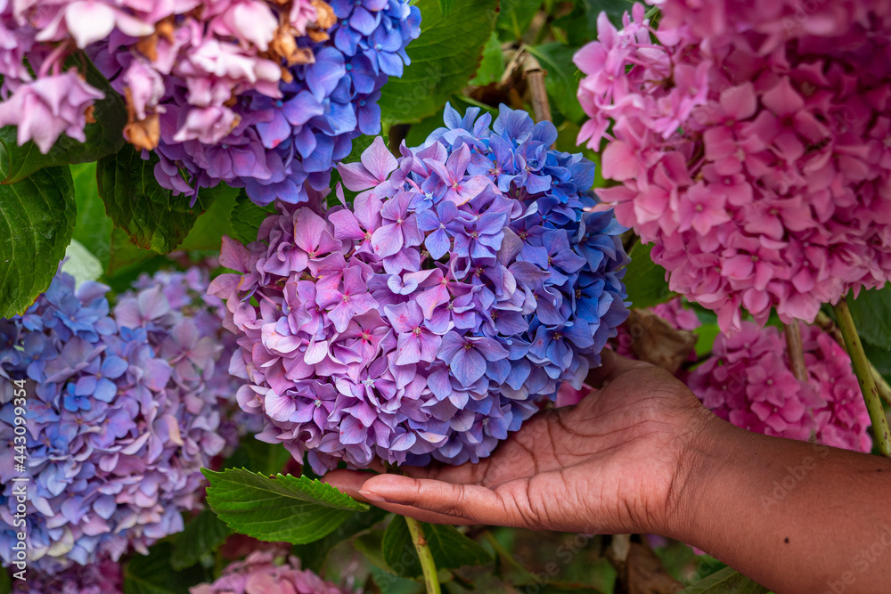 Obraz premium Hortensia