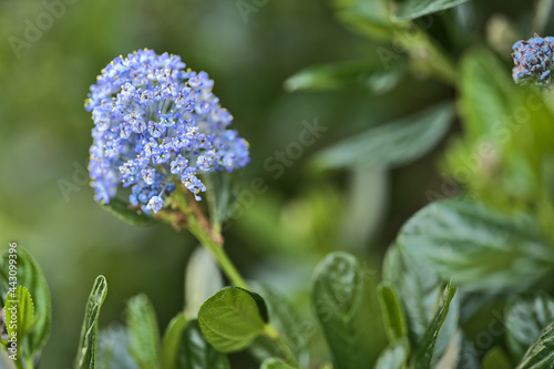 Beautiful closeup view of single spring branch of California Lilac (Ceanothus Victoria) with cluster of light blue blossoms, Ballinteer, Dublin, Ireland. Soft and selective focus
