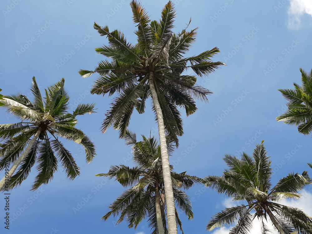 tropical coconut tree with blue skies background  