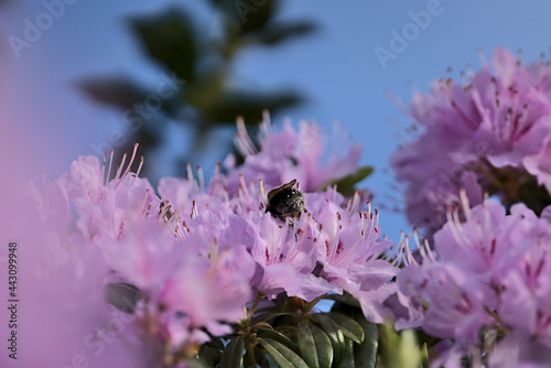 Beautiful spring closeup view of bumble bee (Bombus), efficient pollinator, collecting pollen from purple wild rhododendron blooming flowers, Ballinteer, Dublin, Ireland. Soft and selective focus photo