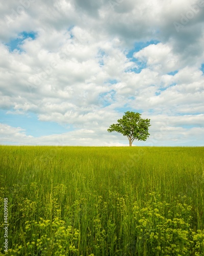 A tree in a field of flowers, Newburgh, the Hudson Valley, New York