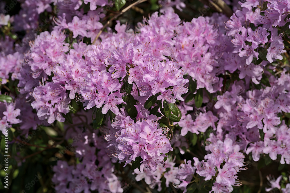 Beautiful closeup view of spring purple wild rhododendron blooming flowers, Ballinteer, Dublin, Ireland. Soft and selective focus. Ireland wildflowers